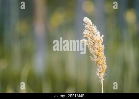 Common reed (Phragmites australis) in spring with out-of-focus background Stock Photo