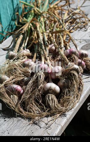 photo of a lot of garlic with roots from home vegetable garden, close up Stock Photo