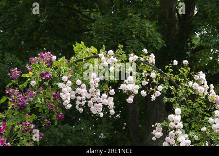 Pale pink summer flowers of rambling rose, Rosa Debutante and purple Blue Magenta in UK garden June Stock Photo