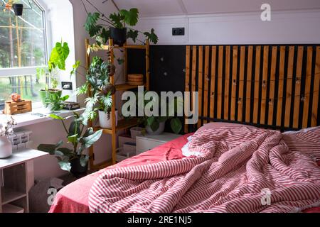 Unmade bed with red striped linen and a mess in Loft style bedroom interior, black wall with wooden slats, metal bed, potted plants on a trapezoidal w Stock Photo
