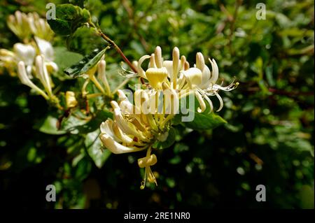 honeysuckle Stock Photo