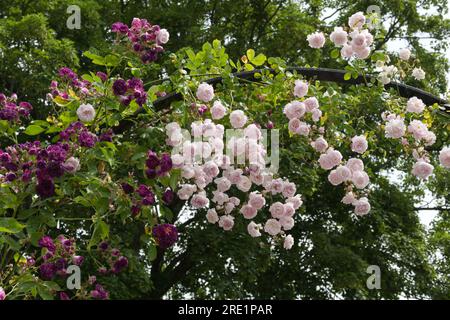 Pale pink summer flowers of rambling rose, Rosa Debutante and purple Blue Magenta in UK garden June Stock Photo