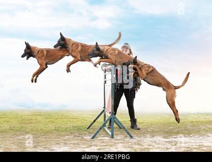 young belgian shepherd training in the nature for security Stock Photo