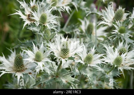 White summer flowers of Eryngium giganteum, Miss Willmott's ghost or silver sea holly in UK garden June Stock Photo