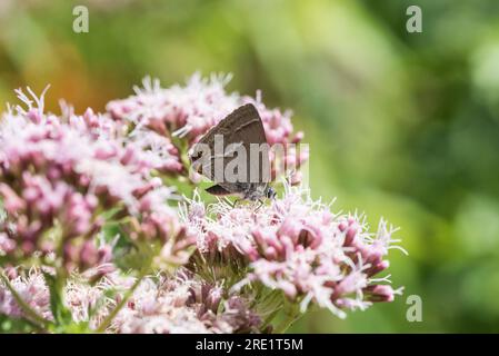 Purple Hairstreak (Favonius quercus) feeding on Hemp-Agrimony Stock Photo