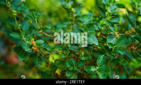 Indian ginseng, poison gooseberry, or winter cherry plant. Ashwagandha known as Withania somnifera. An evergreen shrub, the Solanaceae or nightshade. Stock Photo