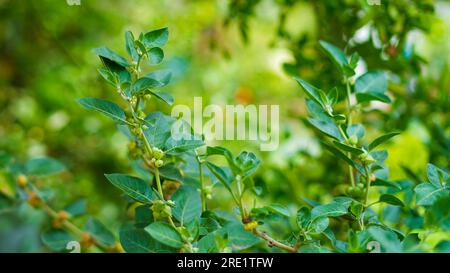 dorotheanthus mezoo plant Dorotheanthus