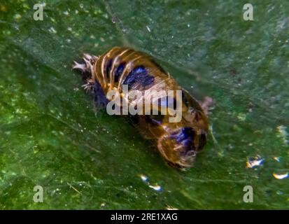 Close up of a ladybird pupae on a leaf in a garden in Suffolk, UK Stock Photo