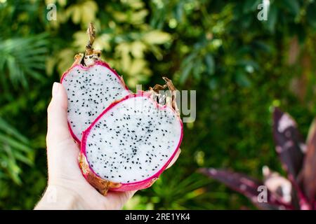 Hand holding halves of Dragon fruit on dark green tropical background. Pitaya fruit Stock Photo