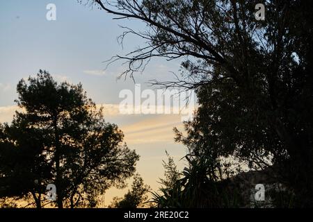 sunset in the forest in Morocco Stock Photo