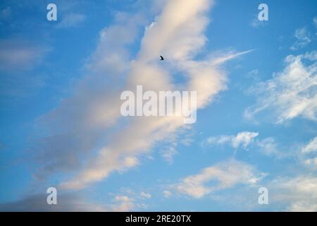 seagull flying in the sky Stock Photo