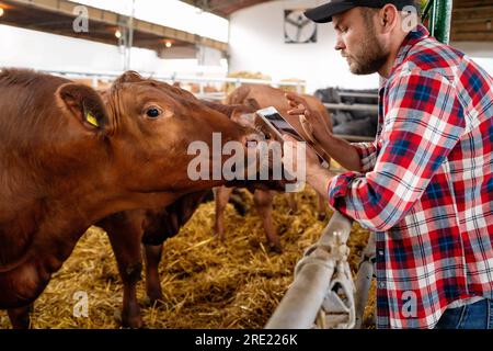 Cow sniffing a digital tablet in hands of farmer. Digital and wireless technology at dairy farm. Stock Photo