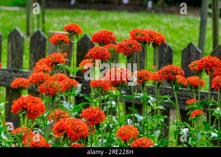 Bulbous flowers bloom in the afternoon. a very beautiful red flower with small delicate red petals. behind in the background a wooden plank farm. Stock Photo