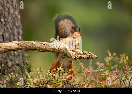 Cute red squirrel with long pointed ears eating in autumn scene with nice deciduous forest in the background. Finland wildlife. Stock Photo
