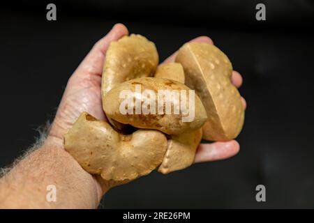 Edible bulb of the plant (Dioscorea bulbifera) originally from Africa and known as 'cará moela' Stock Photo