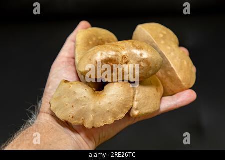 Edible bulb of the plant (Dioscorea bulbifera) originally from Africa and known as 'cará moela' Stock Photo