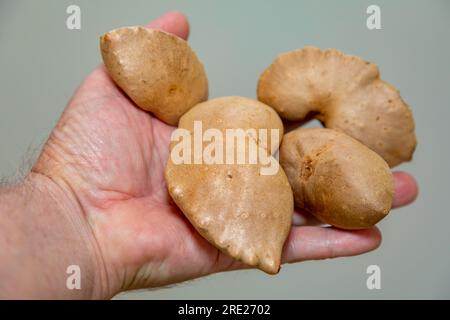 Edible bulb of the plant (Dioscorea bulbifera) originally from Africa and known as 'cará moela' Stock Photo