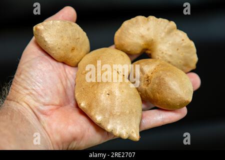 Edible bulb of the plant (Dioscorea bulbifera) originally from Africa and known as 'cará moela' Stock Photo