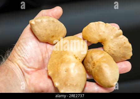 Edible bulb of the plant (Dioscorea bulbifera) originally from Africa and known as 'cará moela' Stock Photo