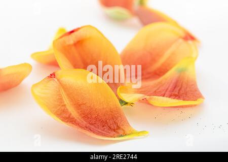 Studio shot of orange yellow petals of a tulip arranged against a white background. Stock Photo
