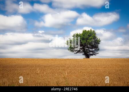 A summer day and a lone tree stands in a field north of Howards Grove, Wisconsin near Manitowoc. Stock Photo