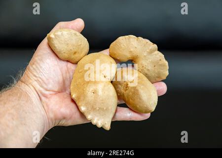 Edible bulb of the plant (Dioscorea bulbifera) originally from Africa and known as 'cará moela' Stock Photo