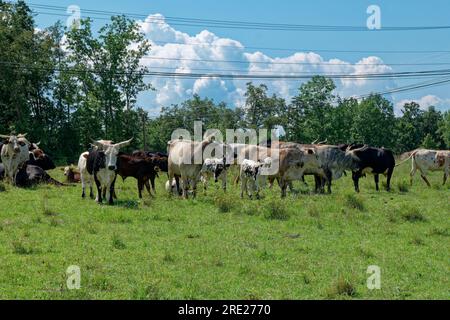 Some very large cows with horns mixed with other cows and calves close together in a group standing in a grassy pasture closeup view on a sunny day in Stock Photo