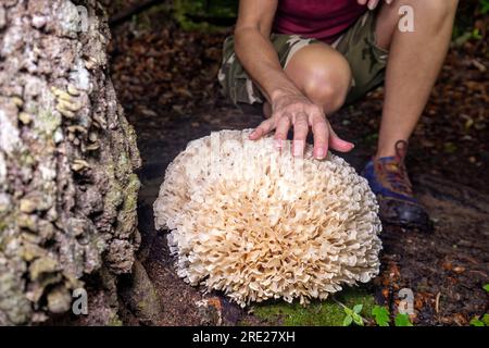 Woman touching giant cauliflower mushroom (Genus Sparasssis) - Pisgah National Forest, Brevard, North Carolina, USA Stock Photo