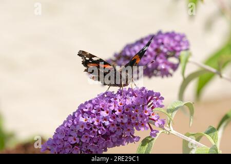 peacock butterfly collects nectar Stock Photo