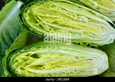 Cross sections of a heart of baby romaine lettuce (Lactuca sativa L. var. longifolia) Stock Photo
