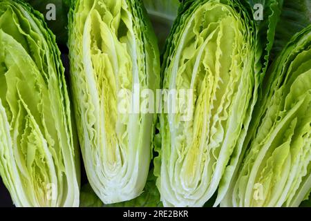 Cross sections of a heart of baby romaine lettuce (Lactuca sativa L. var. longifolia) Stock Photo