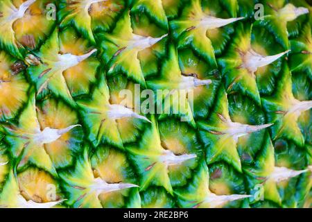 Pineapple (Ananas comosus). Stock Photo