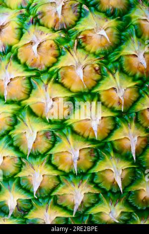 Pineapple (Ananas comosus). Stock Photo