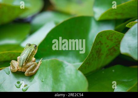 Frog resting. One green pool frog sitting on leaf. Pelophylax lessonae. European frog on water lily leaf. Marsh frog with Nymphaea leaf. Stock Photo