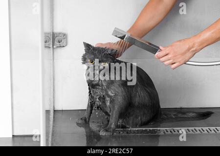 Funny wet British cat in the shower, water is poured on the cat, cat bathing, pet hygiene, care, care, bathing process Stock Photo