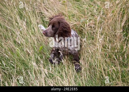 A Cocker Spaniel hiding in the long grass Stock Photo