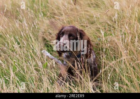 A Cocker Spaniel hiding in the long grass Stock Photo