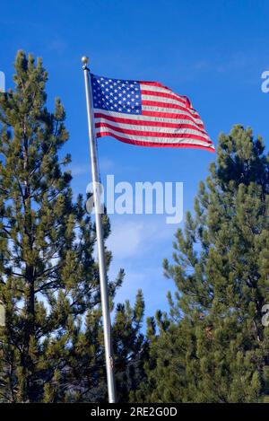 American flag flying among western pine trees on a clear windy day. Stock Photo