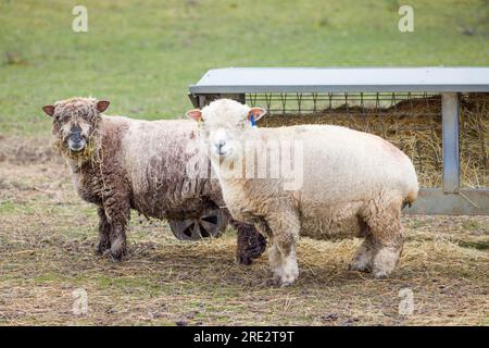 Ryeland sheep, ewes on a farm in winter. Peak District, Derbyshire, UK Stock Photo