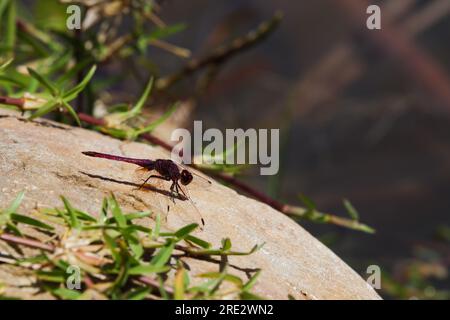 Violet Dropwing Dragonfly On Lakeside Rock (Trithemis annulata) Stock Photo