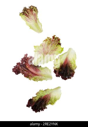 Many oakleaf lettuce leaves falling on white background Stock Photo