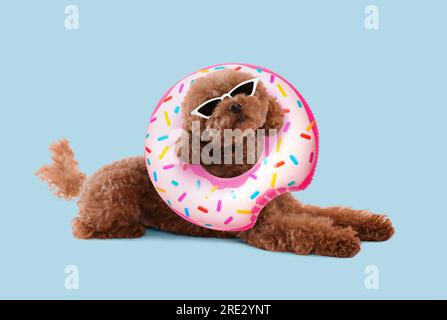 Cute Maltipoo dog with stylish sunglasses and swim ring lying on light blue background Stock Photo