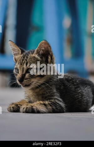 Black tabby domestic cat resting while showing its tounge Stock Photo