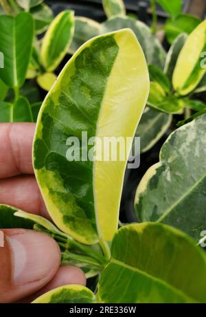 Closeup Of The Green And Cream White Variegated Leaves Of The Low 