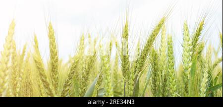 Green wheat spikelets in field, closeup Stock Photo