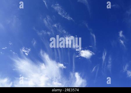 Beautiful graceful cirrus white clouds of various shapes float across the blue sky Stock Photo