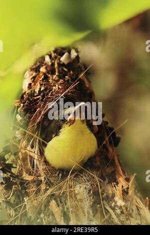 a juvenile purple rumped sunbird (leptocoma zeylonica) in the nest in summertime, tropical forest in india Stock Photo