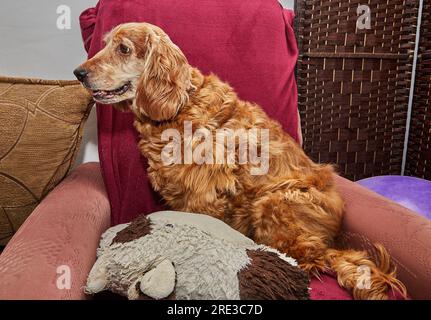 Classic Canine Relaxation English Cocker Spaniel on Vintage Armchair. Stock Photo