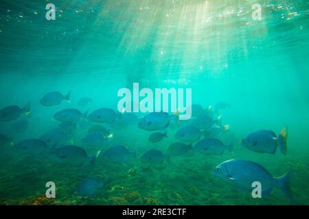 Shoal of fish swimming in the sea in Coiba Island national park, Pacific ocean, Veraguas province, Republic of Panama, Central America. Stock Photo