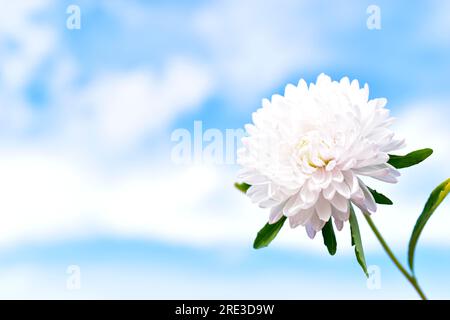 Yellow and white Aster flowers against a blue sky Stock Photo